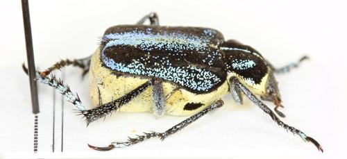Réf. 309 713 : Ectinohoplia sp.